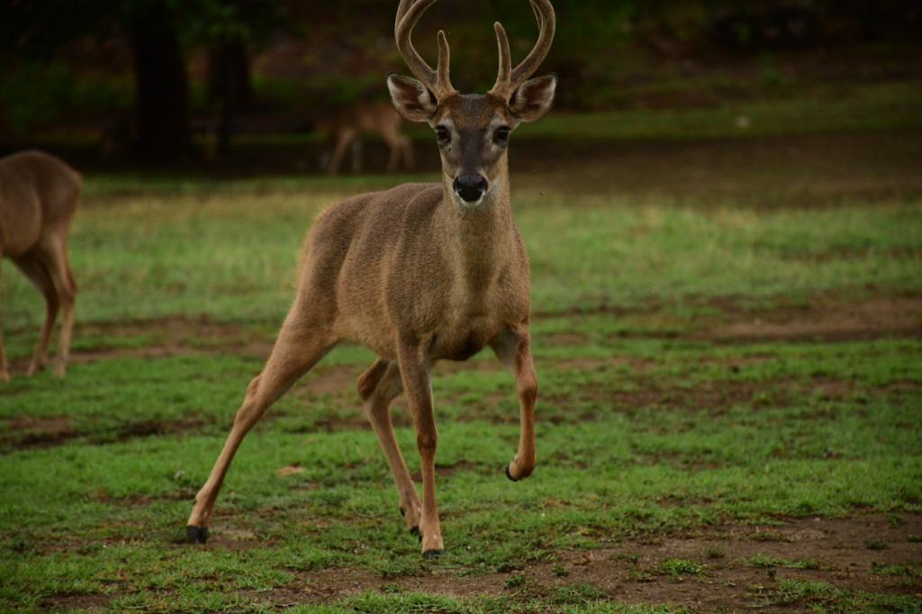 Full Day en Parque Ponderosa – Aventura, Naturaleza y Diversión sin Límites