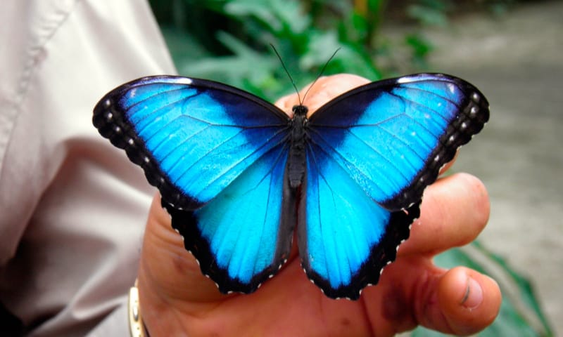 Tour Guiado de Avistamientos – Cataratas, Vida Silvestre y Río Celeste