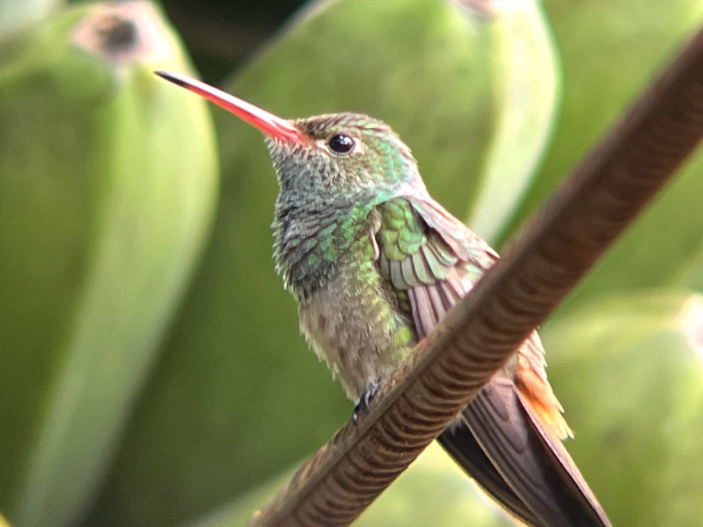 Tour Guiado de Avistamientos – Cataratas, Vida Silvestre y Río Celeste
