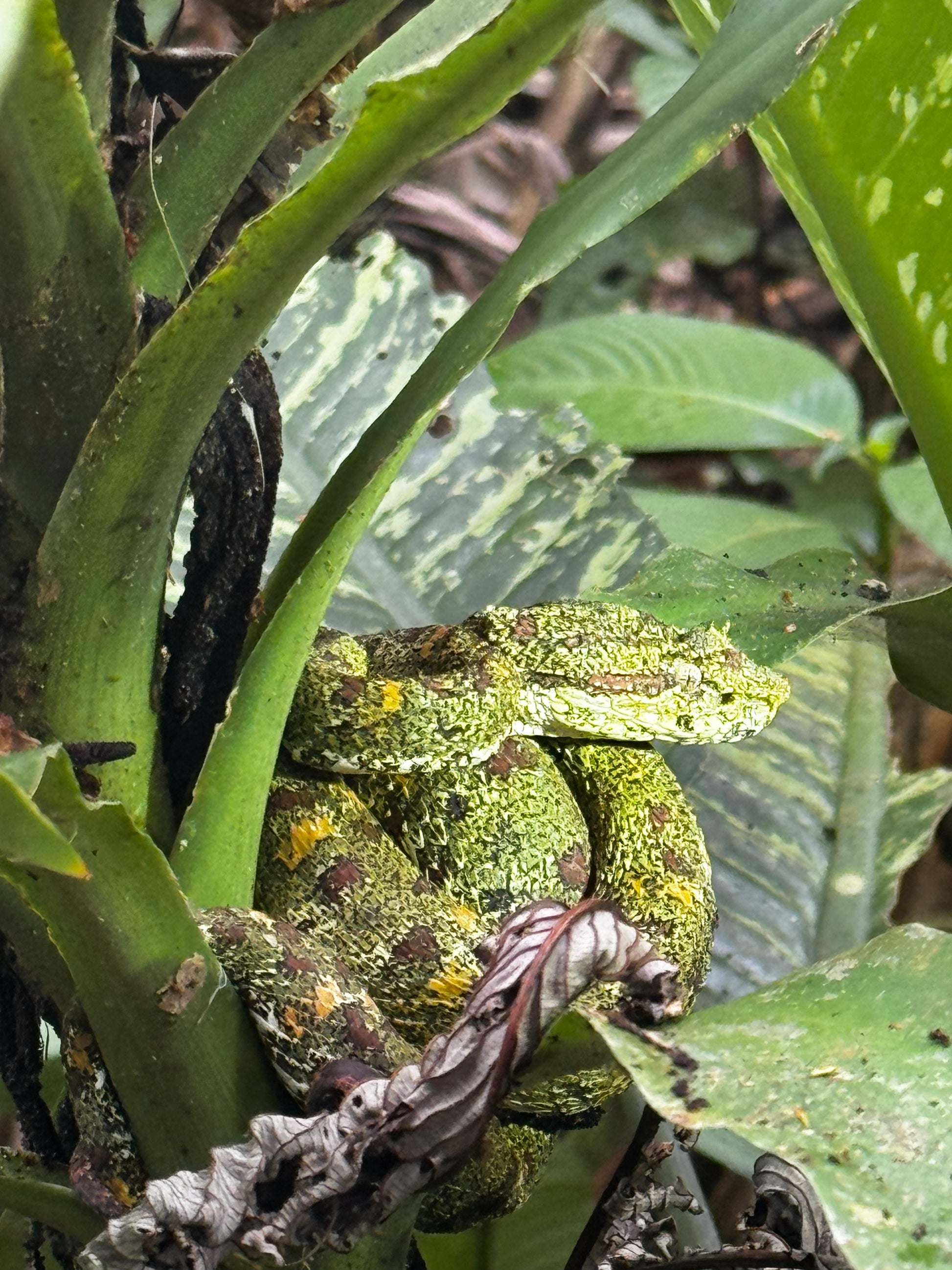 Tour Guiado de Avistamientos – Cataratas, Vida Silvestre y Río Celeste