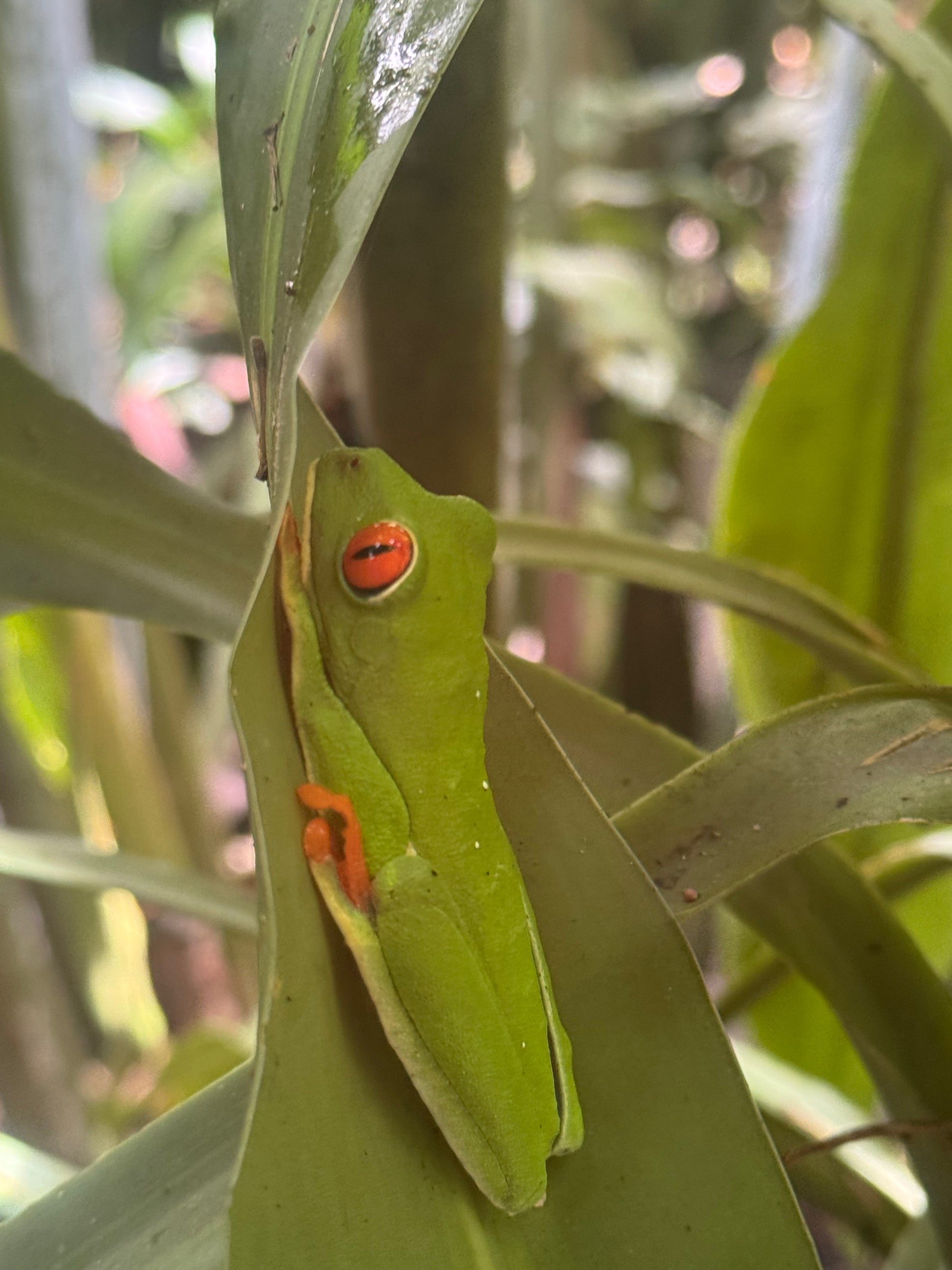 Tour Guiado de Avistamientos – Cataratas, Vida Silvestre y Río Celeste