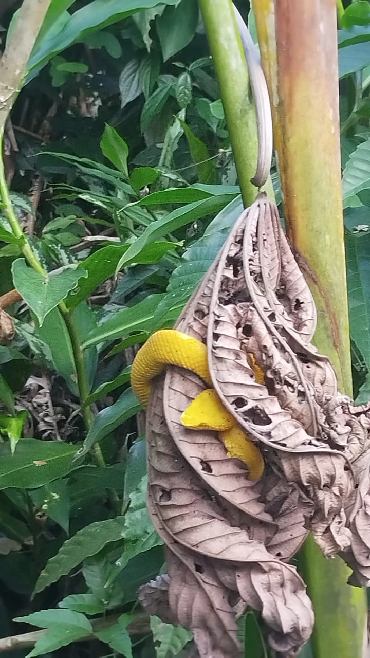 Tour Guiado de Avistamientos – Cataratas, Vida Silvestre y Río Celeste