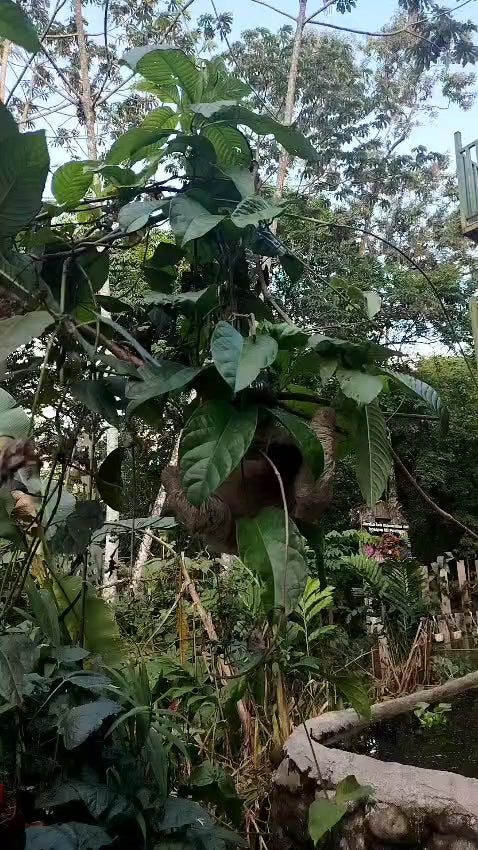 Tour Guiado de Avistamientos – Cataratas, Vida Silvestre y Río Celeste